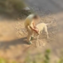 Maltrattamento di animale in val Nervia, "cane colpito ripetutamente in un video": Ambulanze Veterinarie presenta un esposto Maltrattamento di animale in val Nervia, "cane colpito ripetutamente in un video": Ambulanze Veterinarie presenta un esposto