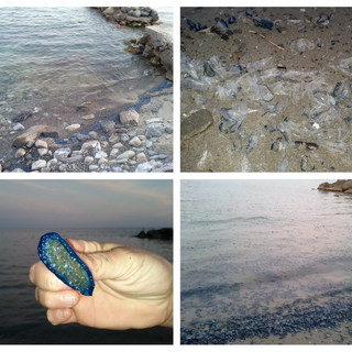 Le meduse spiaggiate ai Tre Ponti Le meduse spiaggiate ai Tre Ponti