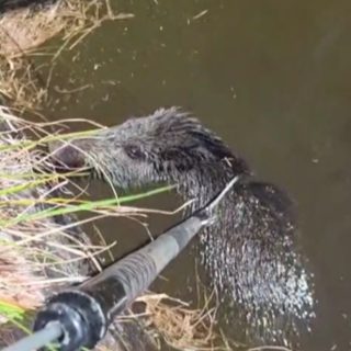 Apricale, cade in una vasca irrigua: cinghiale salvato da Ambulanze Veterinarie Odv e vigili del fuoco