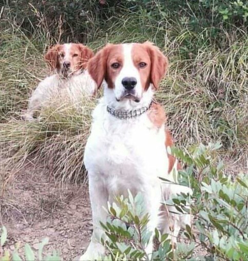 Smarriti ieri due cani da caccia (foto) tra Rocchetta Nervina e Dolceacqua, l'appello del proprietario
