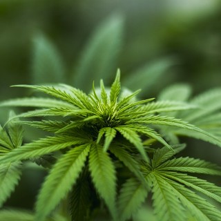 Coltivare marijuana in casa è possibile: esprime il suo consenso anche De Magistris Coltivare marijuana in casa è possibile: esprime il suo consenso anche De Magistris