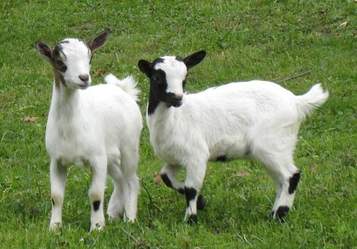 Un caseificio a Pigna, la 'pratica Littardi' sbarca in consiglio comunale Un caseificio a Pigna, la 'pratica Littardi' sbarca in consiglio comunale