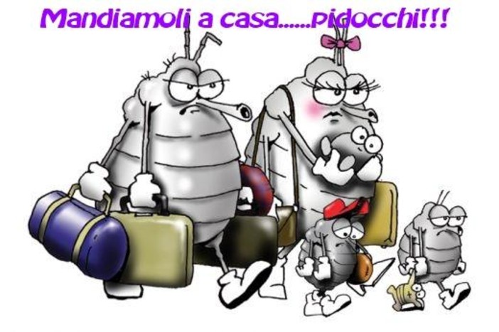 pidocchi pidocchi