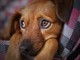 Come alleviare il dolore muscolare nel tuo cane: Rimedi e cure efficaci Come alleviare il dolore muscolare nel tuo cane: Rimedi e cure efficaci