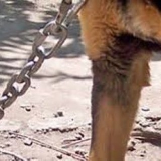 Vallecrosia, una cittadina: "Cane vive legato alla catena da tre anni, bisogna fare qualcosa"