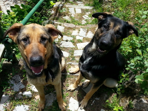 Sanremo: scappati ieri due cani meticci da San Romolo, l'appello dei proprietari