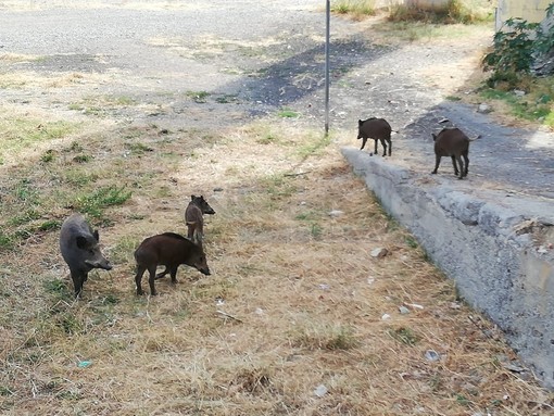 Morìa di cinghiali della nostra provincia: secondo l'Istituto di igiene Zoo Profilattica è per un batterio