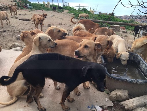 Camporosso: una donazione ai cani di Santa Croce in memoria di Rita Sgroi, Gibelli “Un gesto davvero esemplare” Camporosso: una donazione ai cani di Santa Croce in memoria di Rita Sgroi, Gibelli “Un gesto davvero esemplare”
