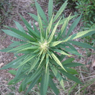 Per la legalizzazione dei derivati della cannabis, anche tre liguri tra i firmatari Per la legalizzazione dei derivati della cannabis, anche tre liguri tra i firmatari