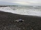 Ventimiglia: cucciolo di delfino morto ritrovato stamani in spiaggia