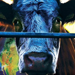 Sanremo: domani sera alle 21, al Teatro del Casinò la proiezione del film Cowspiracy