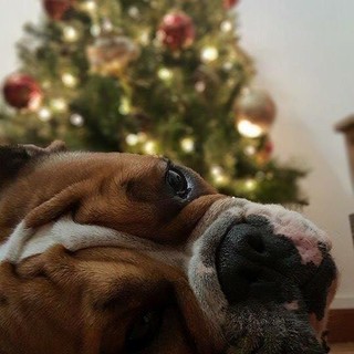Contest di Natale: la vincitrice assoluta, con 450 voti è Chicca! Grazie a tutti per aver partecipato ed aver così aiutato l'Enpa!