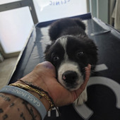 Ventimiglia, cucciolo di cane chiuso in auto rischia il colpo di calore: salvato dalla polizia ferroviaria Ventimiglia, cucciolo di cane chiuso in auto rischia il colpo di calore: salvato dalla polizia ferroviaria