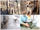 Imperia, il Comune a tutela degli animali randagi e feriti: varato il progetto per il pronto soccorso veterinario