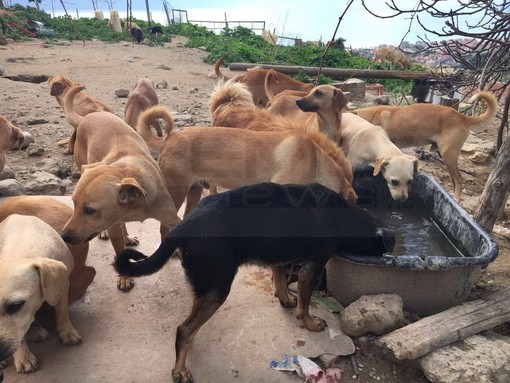 Camporosso: 108 cani rimasti senza padrone, il Comune di Dolceacqua organizza una raccolta di fondi Camporosso: 108 cani rimasti senza padrone, il Comune di Dolceacqua organizza una raccolta di fondi