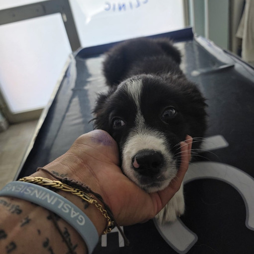 Ventimiglia, cucciolo di cane chiuso in auto rischia il colpo di calore: salvato dalla polizia ferroviaria Ventimiglia, cucciolo di cane chiuso in auto rischia il colpo di calore: salvato dalla polizia ferroviaria
