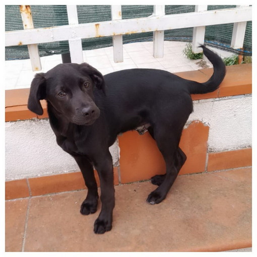 Sanremo: Chicco cucciolo di cinque mesi, cerca una nuova famiglia Sanremo: Chicco cucciolo di cinque mesi, cerca una nuova famiglia