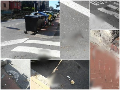 Imperia: escrementi di cane in via Trento, un nostro lettore furioso "Perché i vigili non fanno le multe?" (Foto)