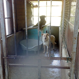 Ventimiglia: riapre potenziato l’ufficio per i diritti degli animali presso la sede comunale