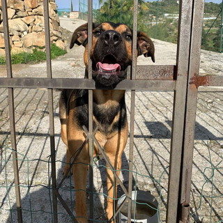 Bordighera: è stato trovato un cagnolino, si cercano i suoi proprietari