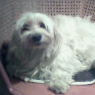 Sanremo: la cagnolina Lula ha fatto ritorno a casa dopo una fuga di poche ore