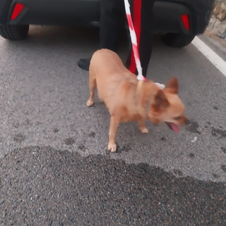 Sanremo, trovato cagnolino in zona San Giacomo: è stato preso in consegna dal canile