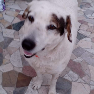 Sanremo: cane ritrovato in via Dante vanerdì scorso, si cercano i proprietari