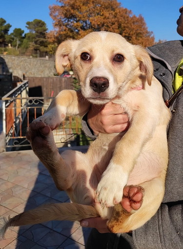 Imperia: bellissima cucciola di circa tre mesi cerca una nuova famiglia