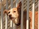Numerosi soccorsi per cani esposti al sole, intervento della Lega del Cane di Ventimiglia