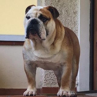 Vallebona: da ieri sera scappato da casa il cane Spike, l'appello della proprietaria