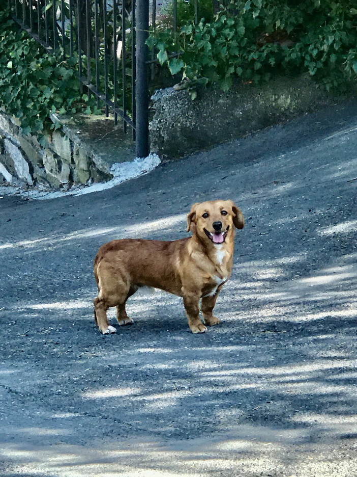 Sanremo: avvistato cane apparentemente smarrito in via Duca degli Abruzzi (foto)