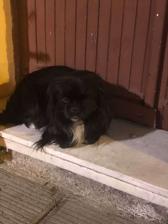 Imperia, trovato un cagnolino a Borgo Marina: lanciato un appello per rintracciare i proprietari