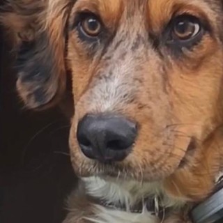 Tragico rogo di Taggia, la carcassa del cane rimossa solo oggi. Accademia Kronos: "Lasciato lì 3 giorni come se fosse un pezzo di legno bruciato"