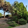 Vallecrosia al Mare, grosso pino precipita nei giardini pubblici in via San Rocco (Foto) Vallecrosia al Mare, grosso pino precipita nei giardini pubblici in via San Rocco (Foto)