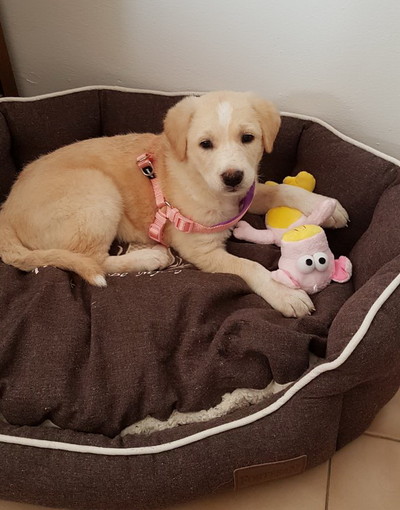 Imperia: bellissima cucciola di tre mesi cerca urgentemente una nuova famiglia Imperia: bellissima cucciola di tre mesi cerca urgentemente una nuova famiglia