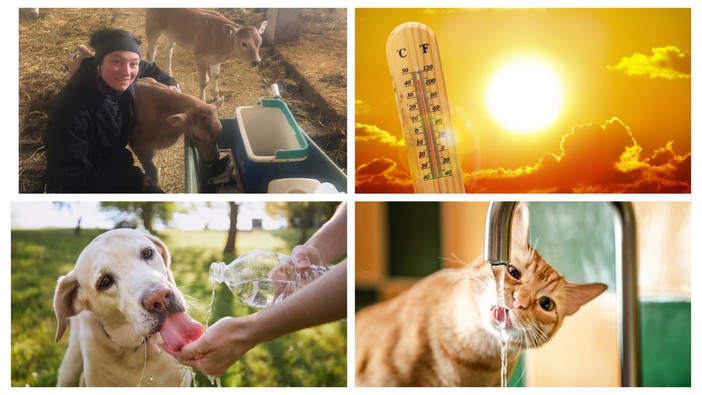 I consigli della veterinaria dottoressa Podeschi per proteggere i nostri amici animali dal caldo I consigli della veterinaria dottoressa Podeschi per proteggere i nostri amici animali dal caldo
