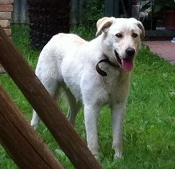 Bordighera: cucciolo di Golden smarrito, un lettore lo ha avvistato a Camporosso