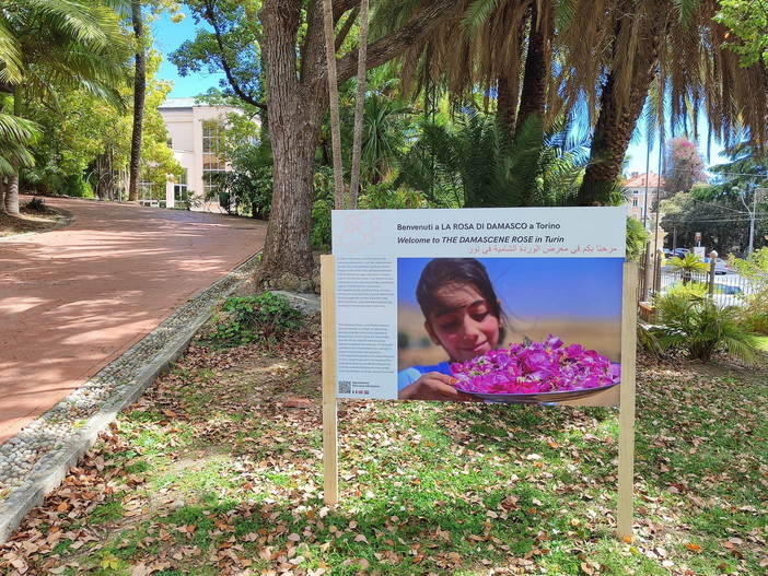 Floricoltura: ai nastri di partenza ‘Villa Ormond in fiore’, riflettori sulla produzione ligure dei record Floricoltura: ai nastri di partenza ‘Villa Ormond in fiore’, riflettori sulla produzione ligure dei record