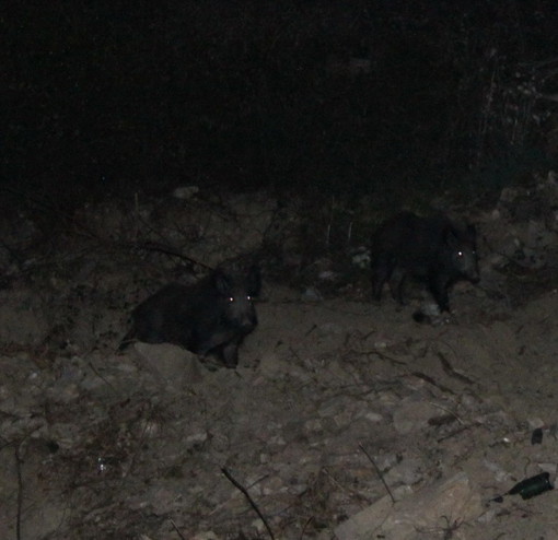 Sanremo: un nostro lettore lancia l'allarme "Molti cinghiali vicini alle case di zona San Giovanni!"