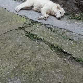 Due cagnoloni esausti e affamati ritrovati a Ottano, frazione di Pornassio. Si cercano i proprietari
