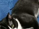 Ventimiglia: è stato smarrito il gatto Chaos, la sua proprietaria cerca notizie