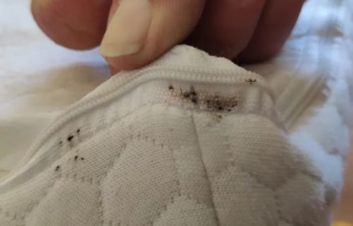 Le cimici dei letti son tornate, cosa fare? Con il trattamento anti-cimici di BedBugKnocker il pericolo è scongiurato!