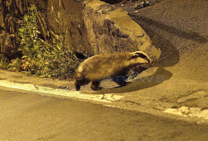 Sanremo: stanotte avvistato cucciolo di tasso mentre si aggirava in zona San Giacomo Sanremo: stanotte avvistato cucciolo di tasso mentre si aggirava in zona San Giacomo
