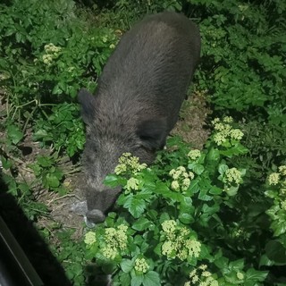 L’associazione ambientalista Earth vince contro il Comune di San Lorenzo, stop all’abbattimento dei cinghiali