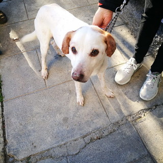 Sanremo: in zona Baragallo, ritrovato un cane con microchip, l'appello ai proprietari