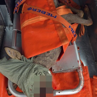 Sanremo, capriolo ferito sulla ciclabile: salvato da Ambulanze Veterinarie Odv