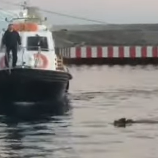 Ospite inaspettato al festival di Sanremo: dal mare arriva un cinghiale