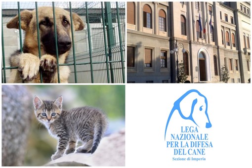 Imperia, la sezione provinciale della 'Lega nazionale per la difesa del cane' vince l'appalto per accudire i randagi: per due anni il servizio ammonta a 77 mila euro Imperia, la sezione provinciale della 'Lega nazionale per la difesa del cane' vince l'appalto per accudire i randagi: per due anni il servizio ammonta a 77 mila euro