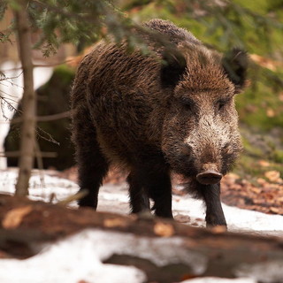Esteso in Liguria a tutto il mese di gennaio 2021 il periodo di caccia al cinghiale