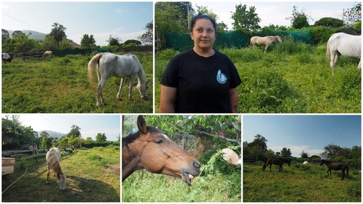 Taggia: Sabina Camarda dà una speranza ai cavalli maltrattati, vi raccontiamo la sua storia (Videoservizio)